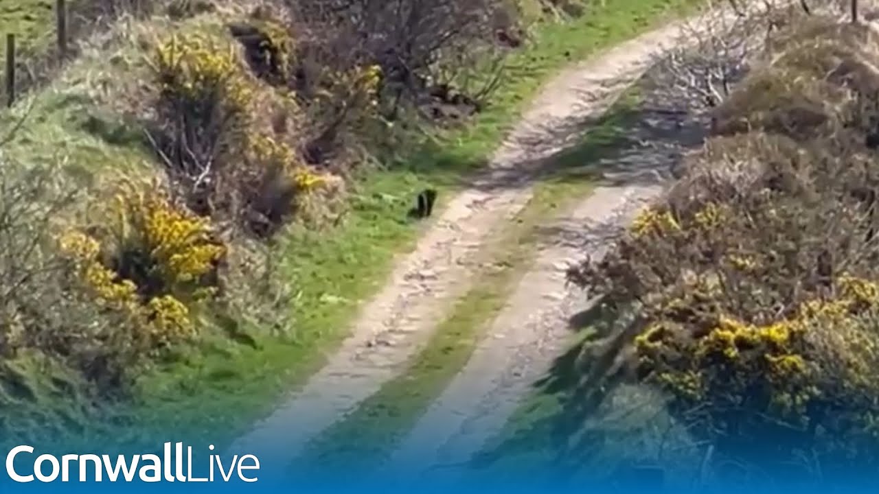 Footage shows big cat prowling around moorland in Cornwall