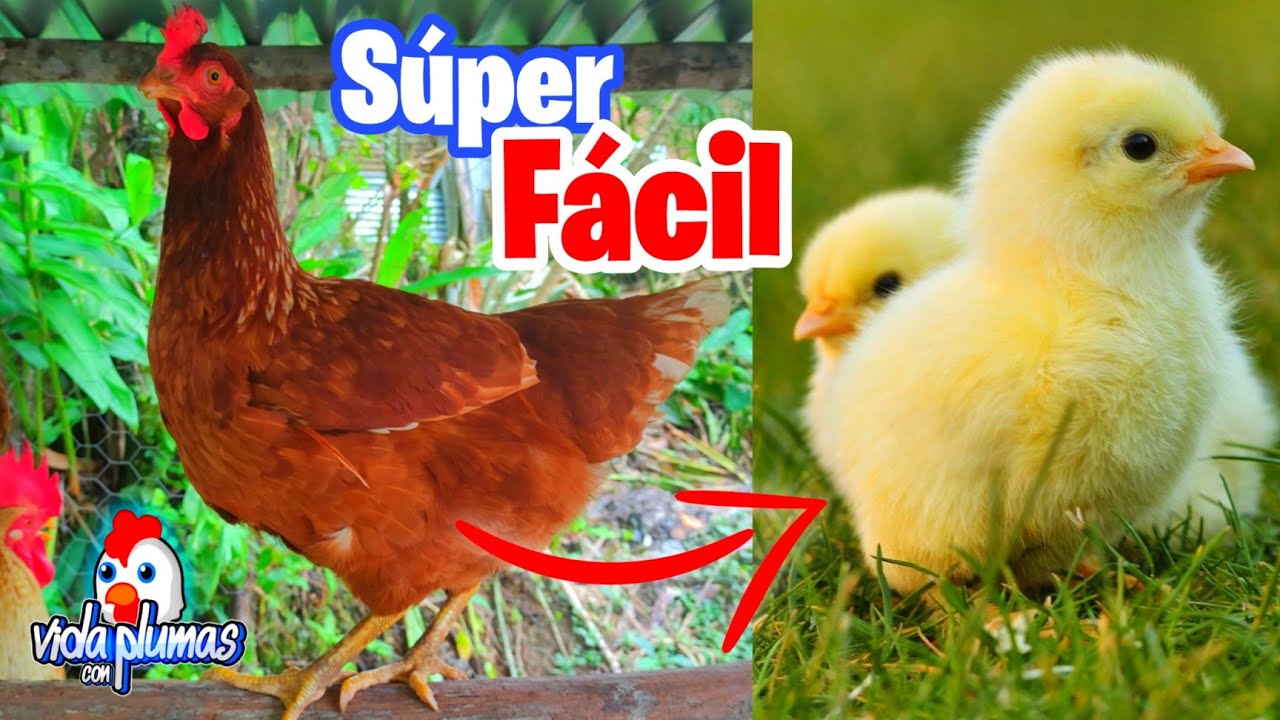 Como sacar Pollitos de las Gallinas Ponedoras 🐤 Reproducir Gallinas Ponedoras en casa - Muy Facil