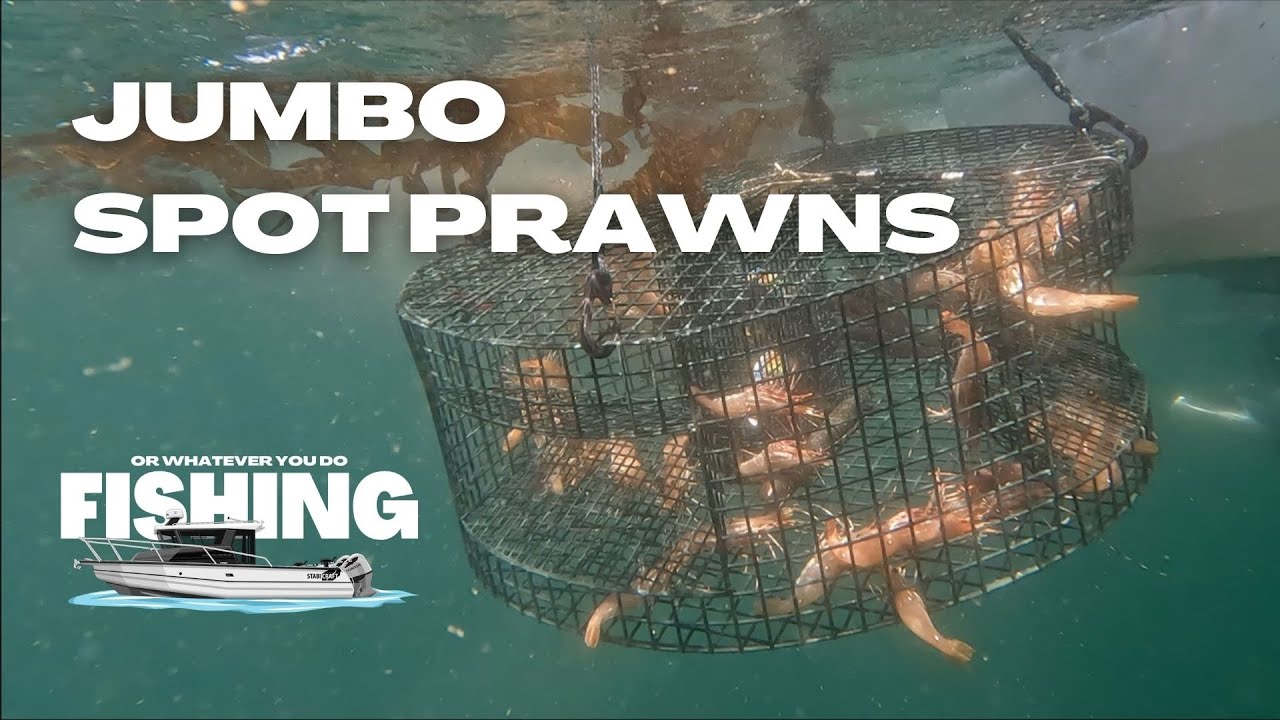 JUMBO Limits of Spot Prawns | Deadly Weapon Fishing