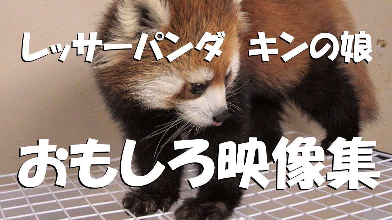 レッサーパンダ　おもしろ映像集