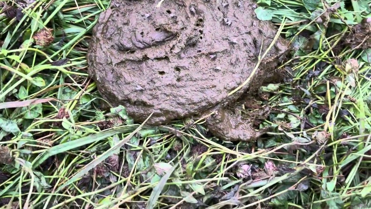 Dung beetles will save your farm if you stop pouring insecticide on your livestock.