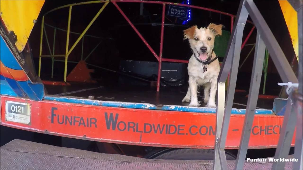 THIS DOG STEALS THE SHOW - STARSHIP GRAVITY RIDE 