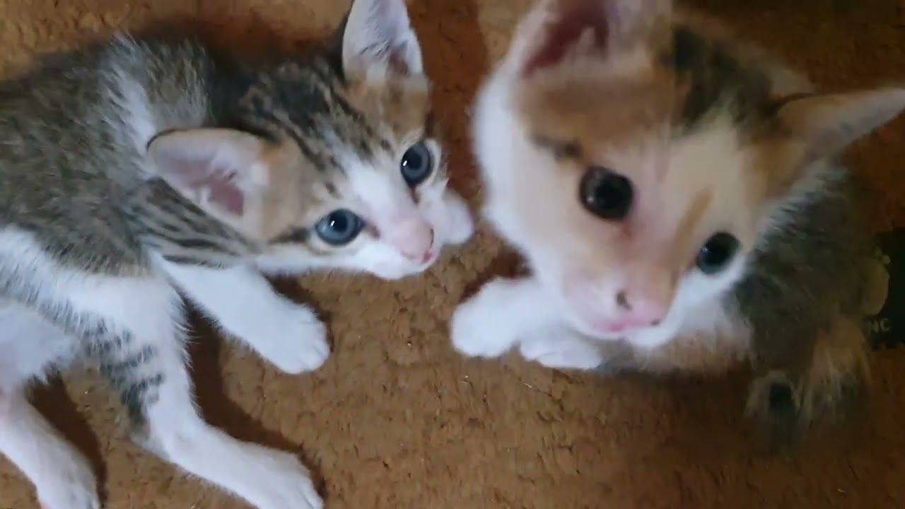 My cats