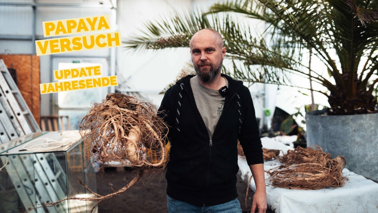 PAPAYA Versuch Update Hochschule Weihenstephan -  Triesdorf