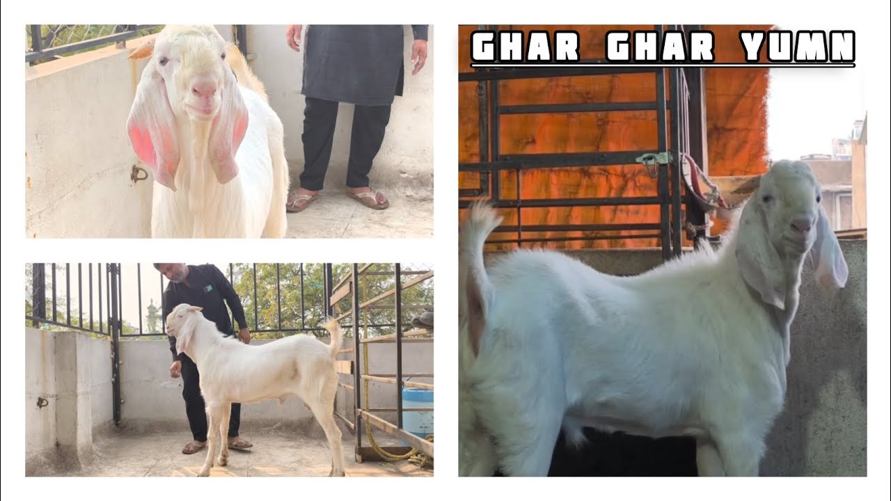 YUMN3.Raza Goat Farm.Yumn Bloodline.Ghar Ghar Yumn#goat #goatfarm  #animalsvideo #andulgoats