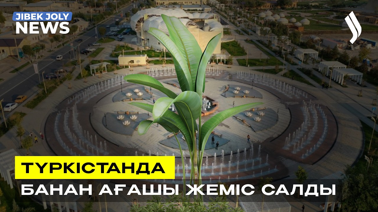 Түркістанда банан ағашы жеміс салды | Jibek Joly news