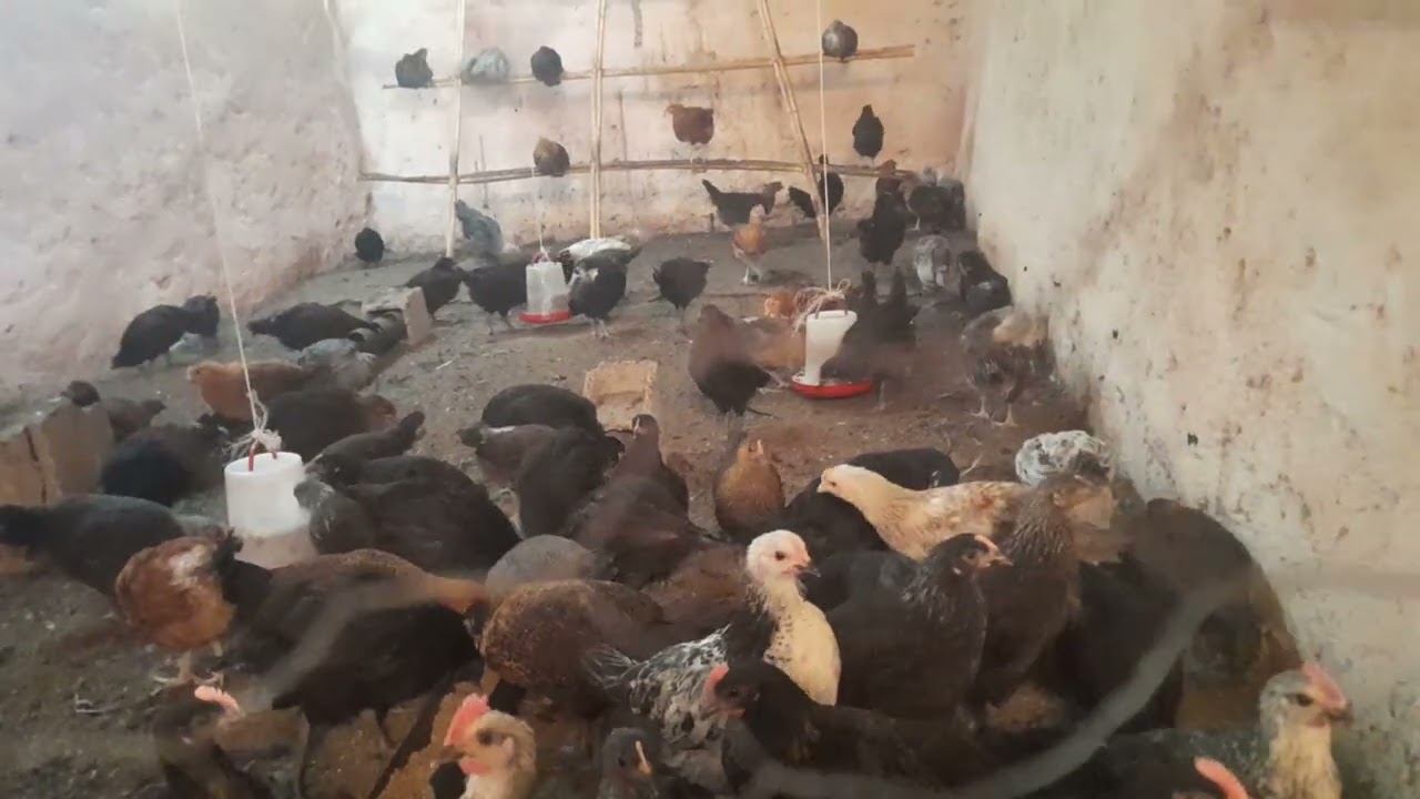 كيفية تحويل تربية الدجاج من هواية إلى مشروع 0608277985