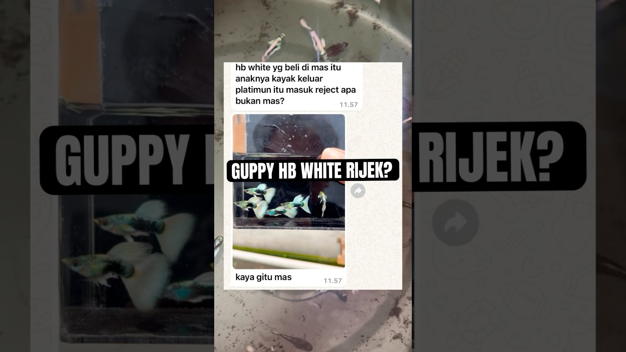 Ikan Guppy Hb White Rijek?