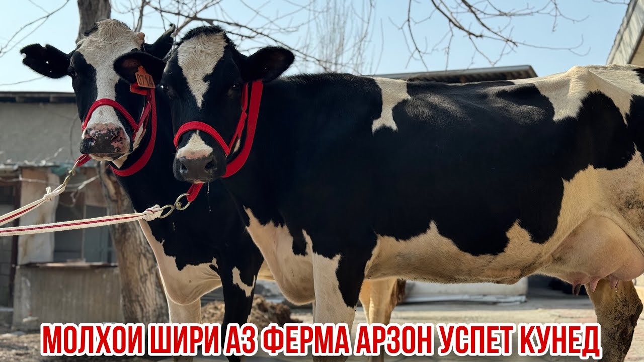 Фермаи Спитомен молхои шири 25 февраля 2026 г.