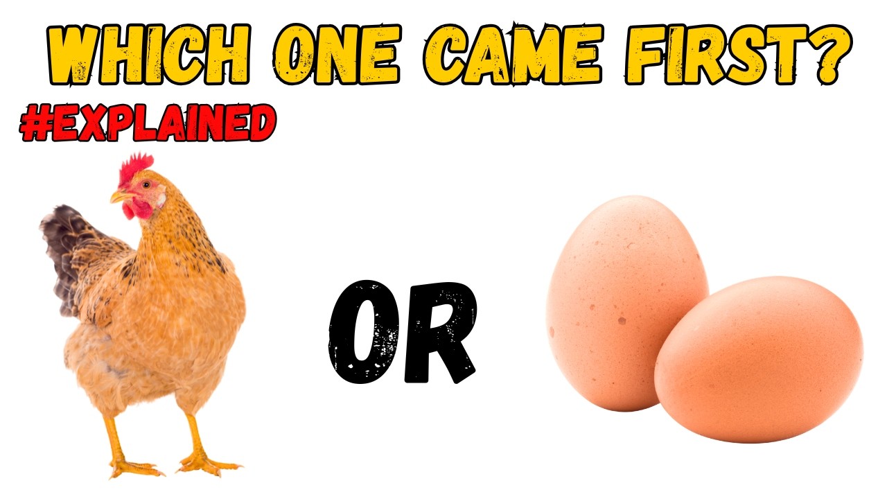 Что появилось раньше: курица или яйцо? 🥚