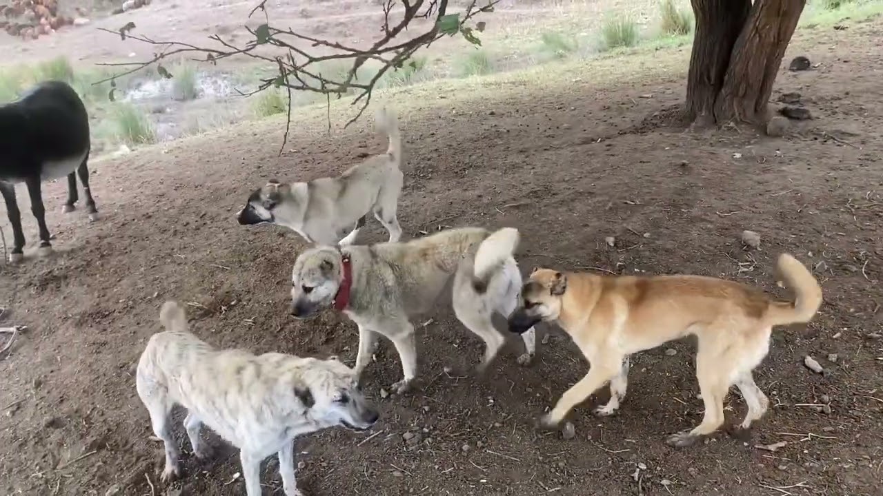 HER GÜNÜ FARKLI GÜZELLİĞİ OLAN SEZONDA HATIRILAR.