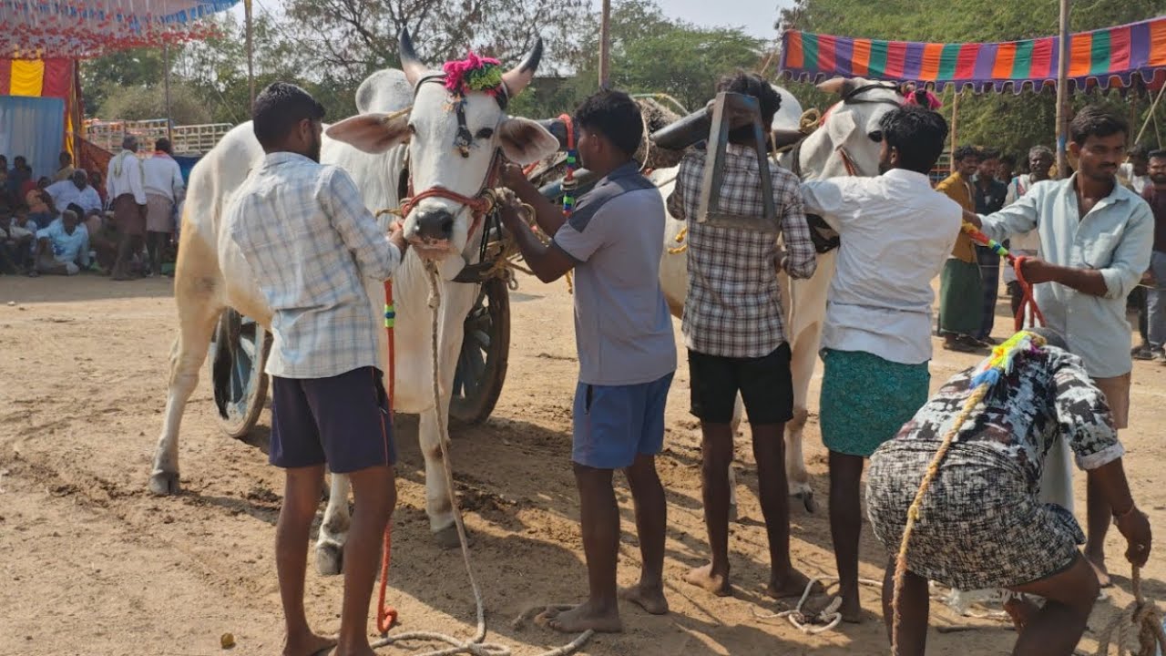 2026-బొమ్మిరెడ్డిపల్లి గిరక బండి పోటీలు. 9వజత నరసింహముడు పులకుర్తి