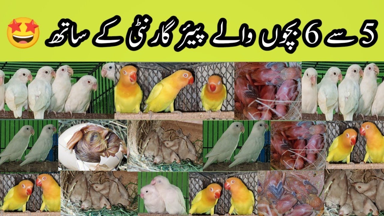 100% Breeder Pairs Albinos Fawn java perosnata 2024 ||Used Cages ||Birds setup in karachi||B4BIRDS