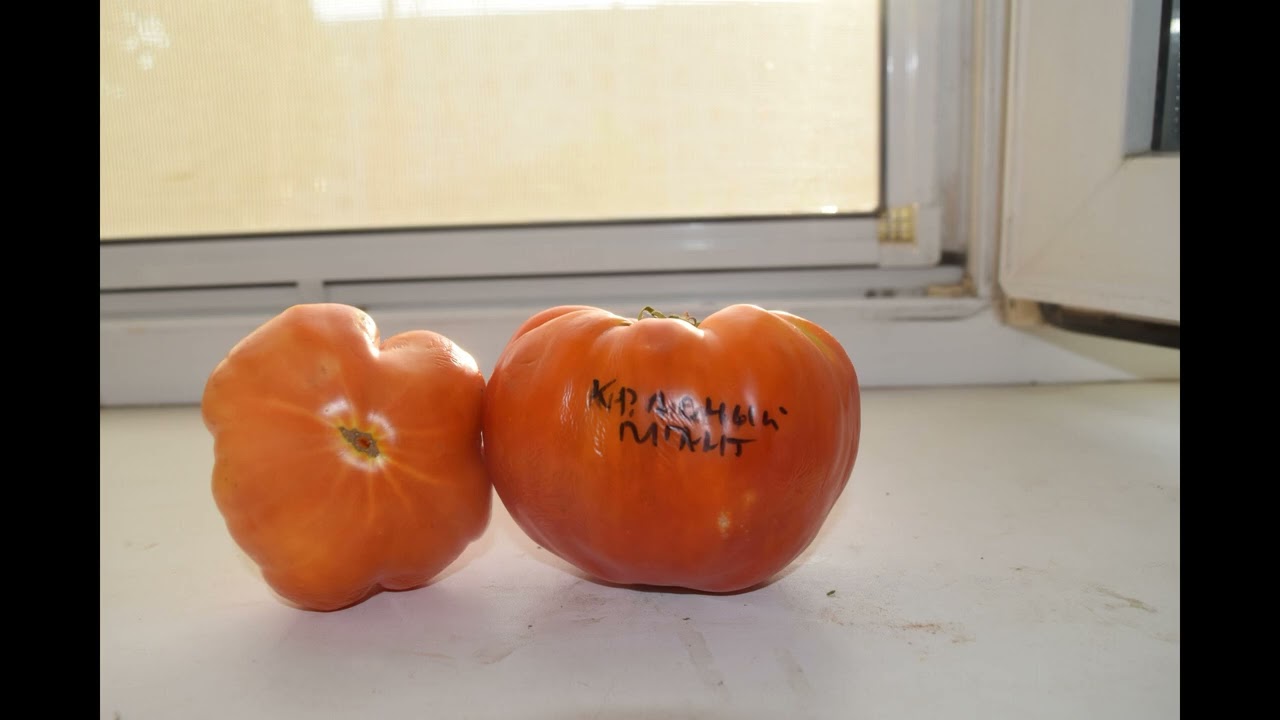 Самый лучший томат в мире 2023 г.!Высокоурожайный и сладкий томат СУПЕРГИГАНТ КРАСНЫЙ! #дача #огород