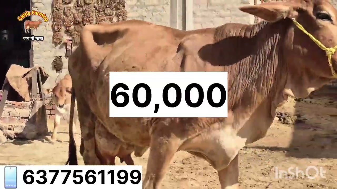 16 किलो दूध वाली गा मात्र 55000 में😱 राज डेयरी फार्म जैतसर #cwo