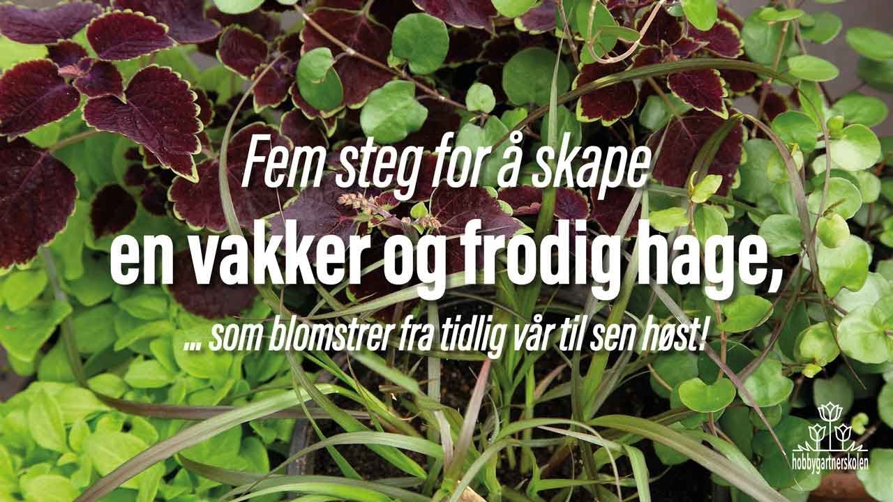 Fem steg for skape en vakker og frodig hage