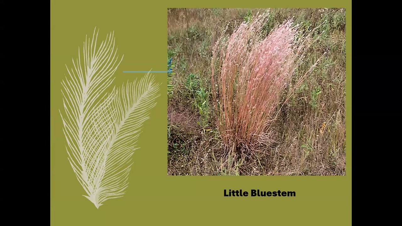 May 2026 Native Plants and Native Birds in Iowa - Doug Harr