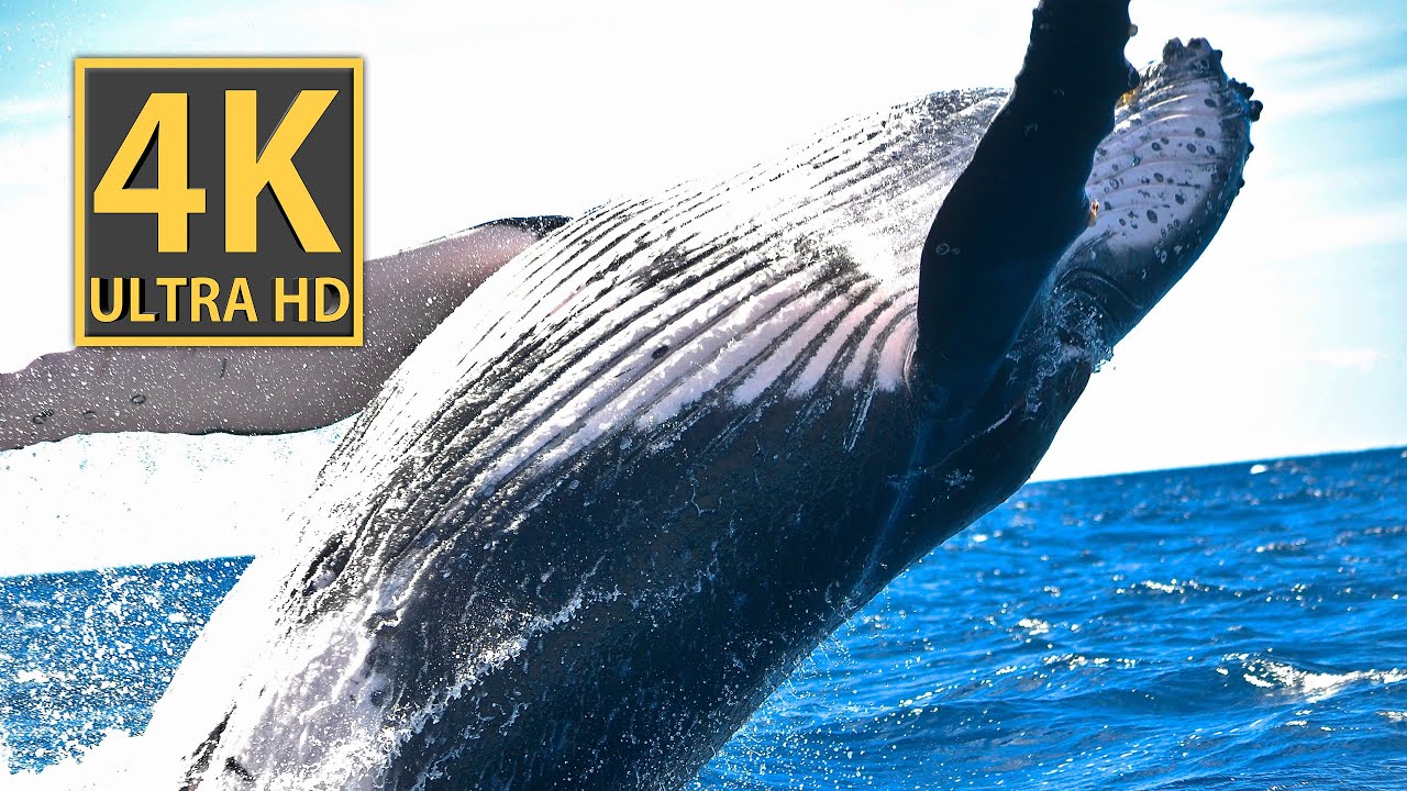 OCEAN LIFE in 4K 60fps HDR (ULTRA HD) #4k #hdr #ultrahdstatus