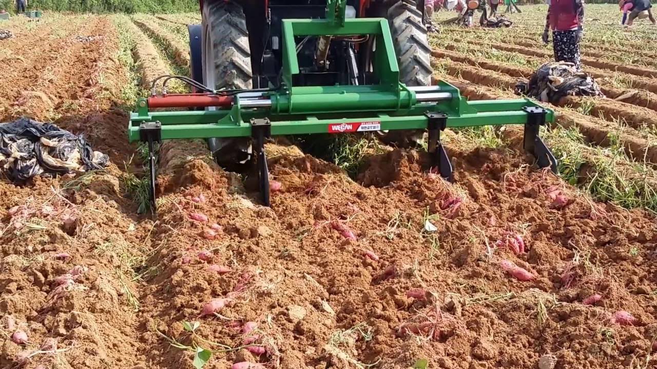 고구마 수확기 (Sweet potato plough)
