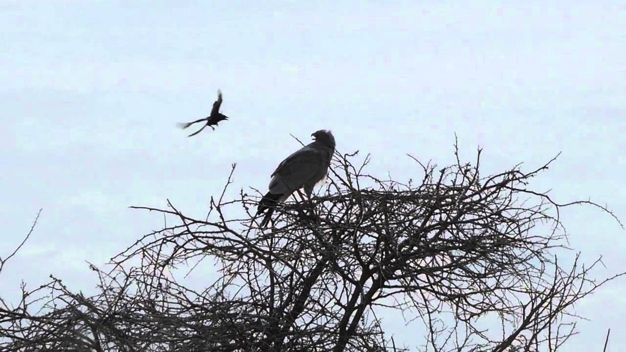 Pale Chanting Goshawk under Attack - Etosha NP Namibia