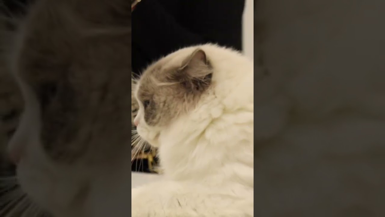I #gatti che splendidi esemplari #cat #videos #cgtvchannel #quattrozampeinfiera #pet #animal #viral