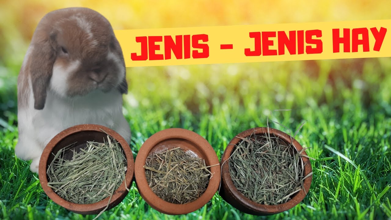 JENIS - JENIS HAY UNTUK KELINCI