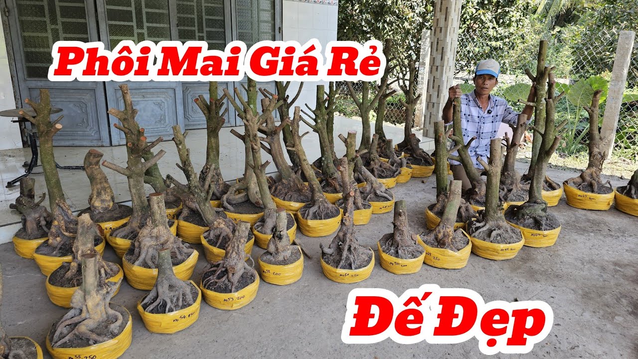 22/1☎️Mai Vàng Giá Rẻ☎️0974495993 Anh Phương☎️Phôi Mai Vàng Vườn Hoành Bự Đế Vip Lực Cây Giá Rẻ