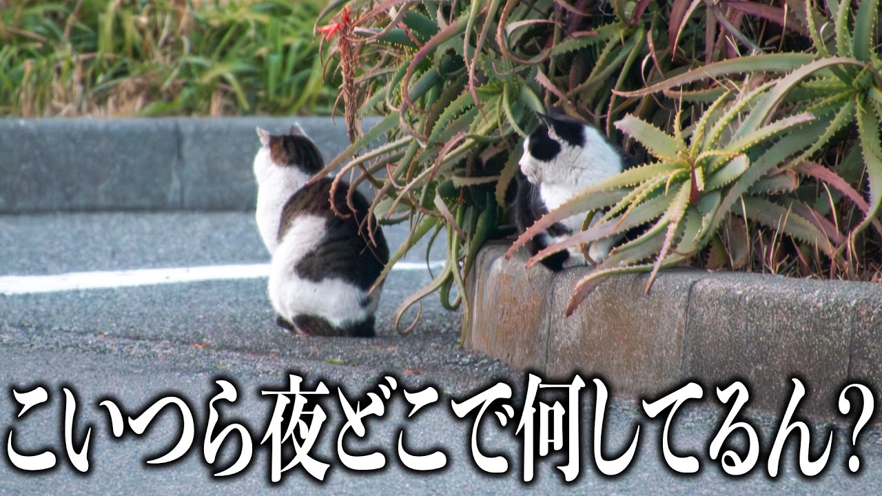 【調査】野良猫を１日追いかけてみた