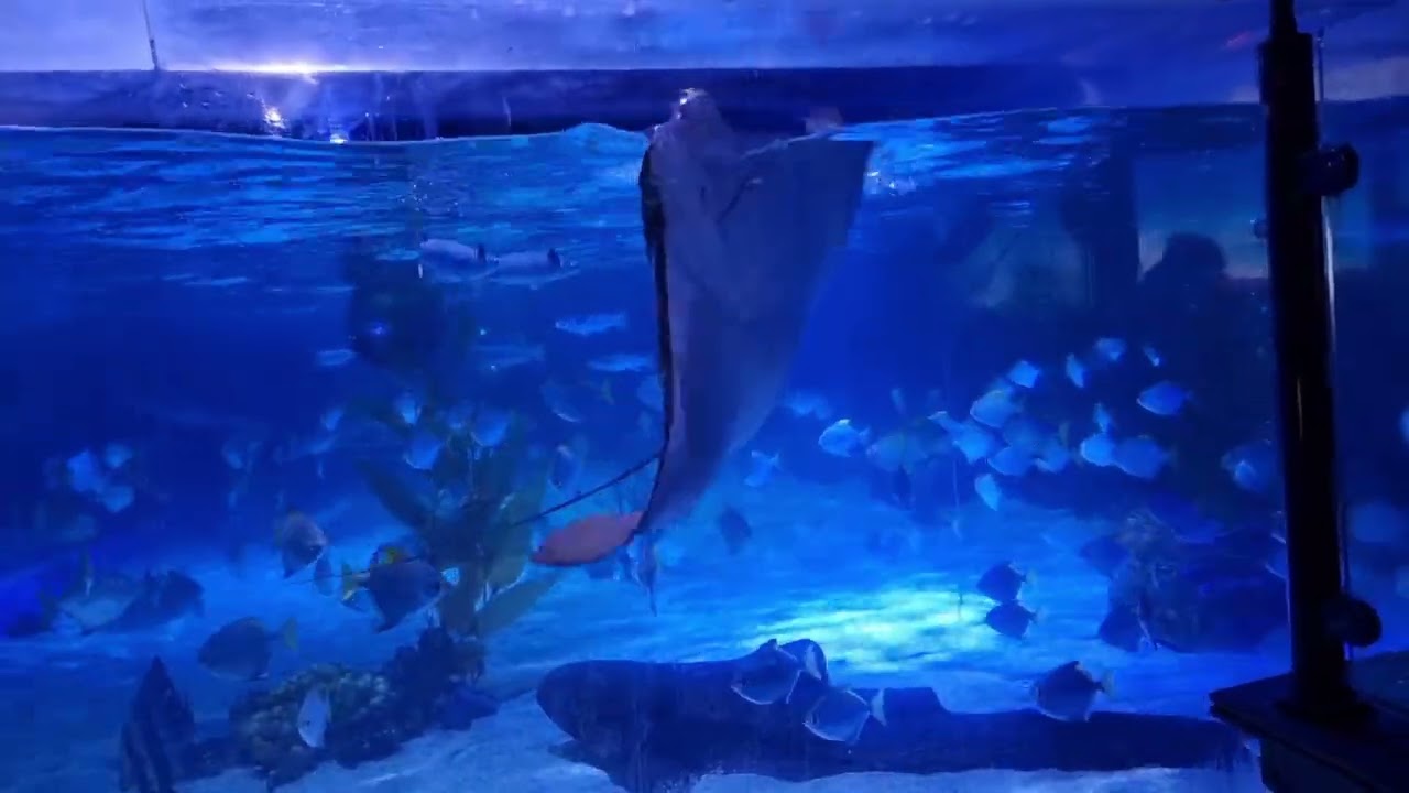 CANTIK LIHAT IKAN IKAN DI SEAWORD,KEHIDUPAN BAWAH LAUT