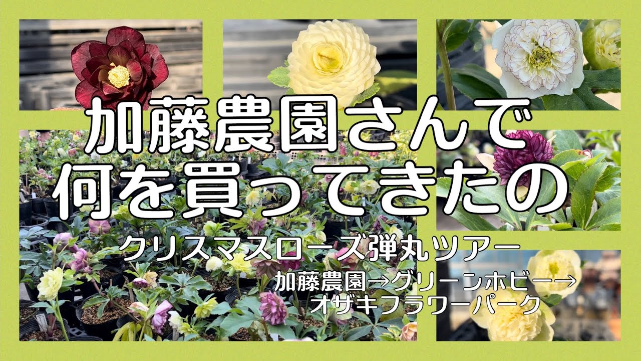加藤農園さんで、何(クリスマスローズ)を買ってきたのか　クリスマスローズツアー　加藤農園→グリーンホビー→オザキフラワーパーク