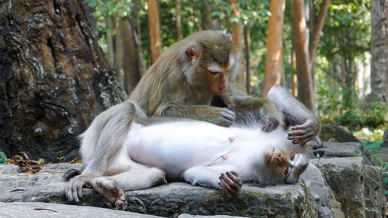 Nature moving softly |Monkey Libby naps soundless while monkey Luna start to groom