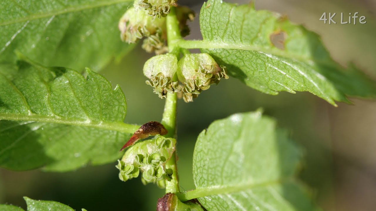 ケヤキ（雄花／雌花）Japanese zelkova (male flower / female flower)［ 4K UHD ／ 植物 Plant ］