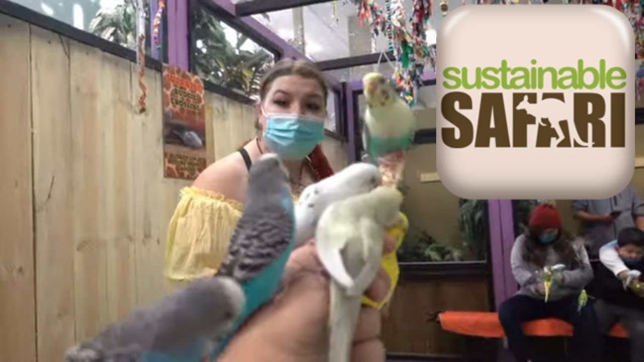 Sustainable Safari Hosts The Minnesota Renaissance Festival