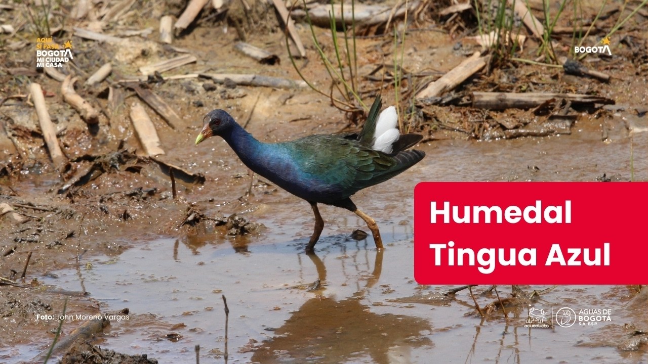 Humedal Tingua Azul