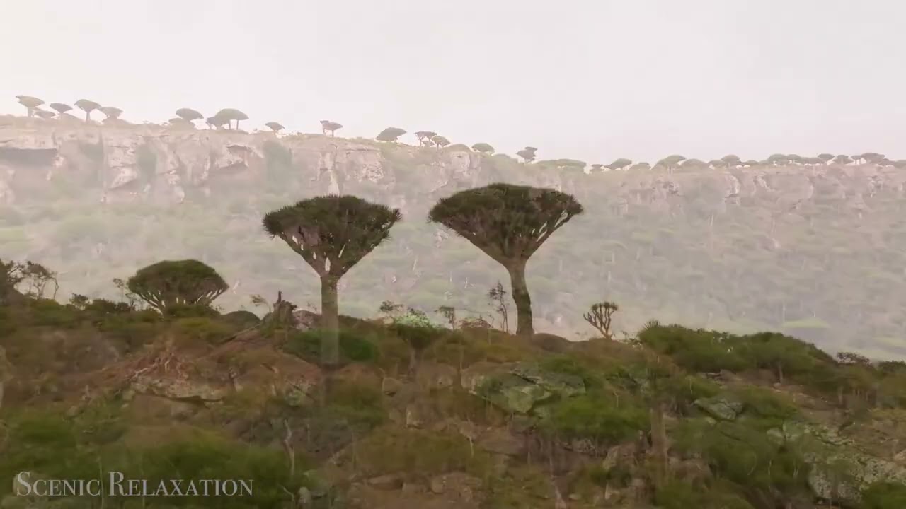 Dragon Blood Trees of Socotra &ndash; Yemen in 4K