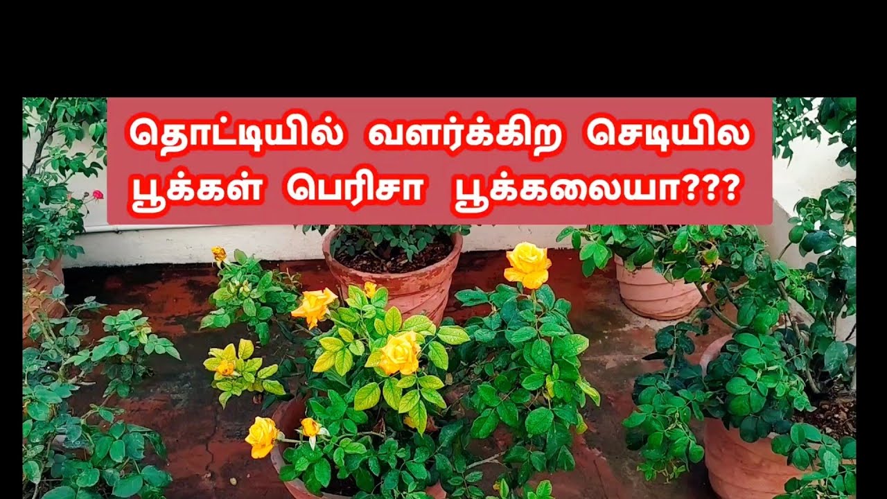 ரோஜா  செடியில  பூக்கள்  பெரிசா  வளர   TIPS    தாங்க  இன்னிக்கு  பாக்க  போறோம்
