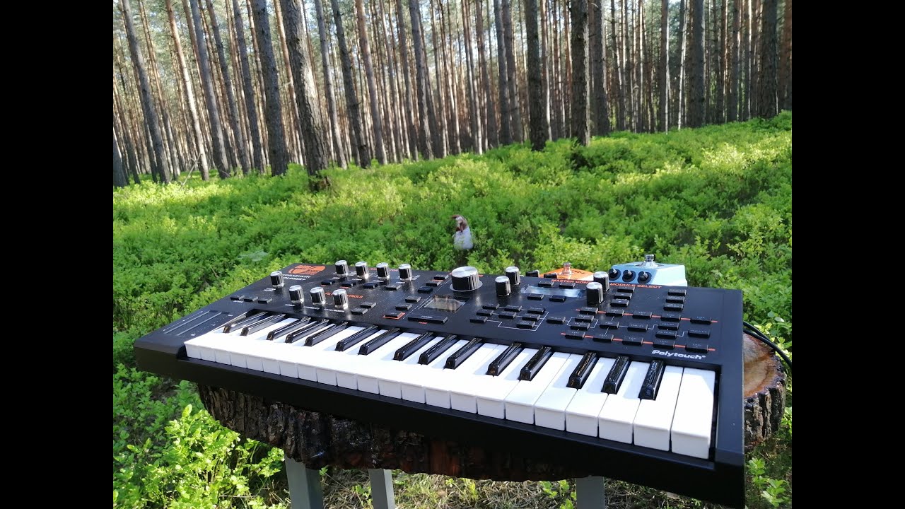 Synth in the forest #3 | ASM Hydrasynth Explorer/Zoom Ms 70 Cdr
