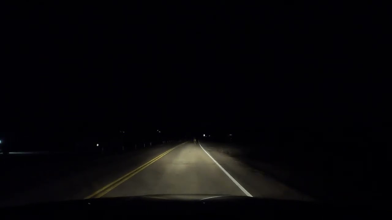 Sunday, Feb 1, 2026 Elk