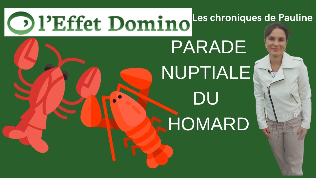 La parade nuptiale du homard | Les chroniques de Pauline