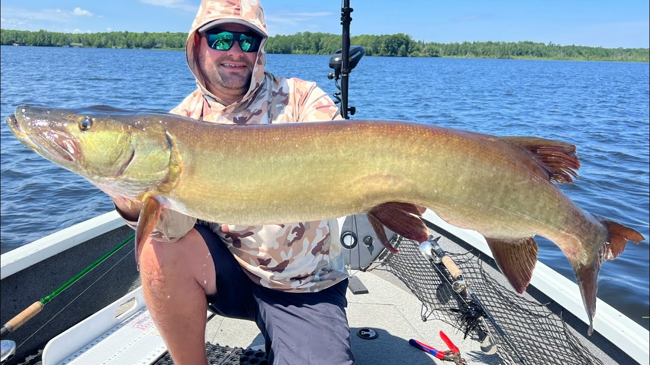 Giant Summer Northern Wisconsin Muskys!!