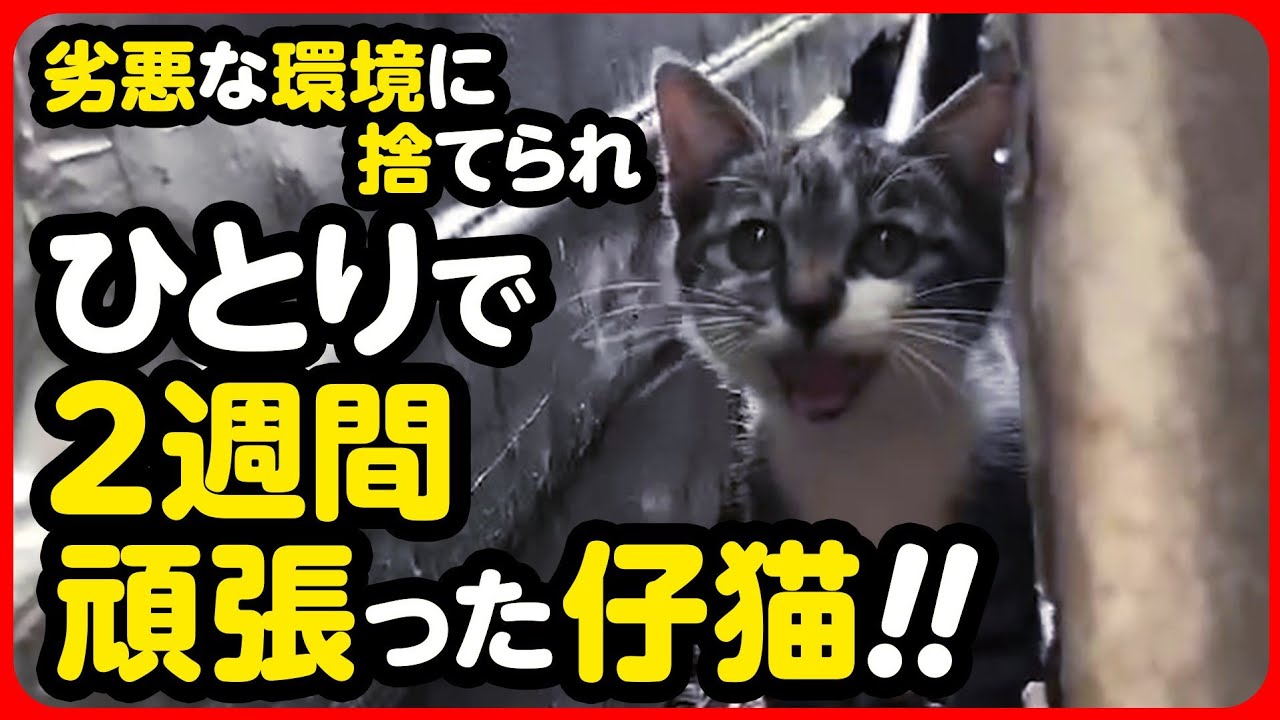 【子猫 保護】こんな場所でひとり...がんばってたの？ごめんね、もうひとりじゃないよ