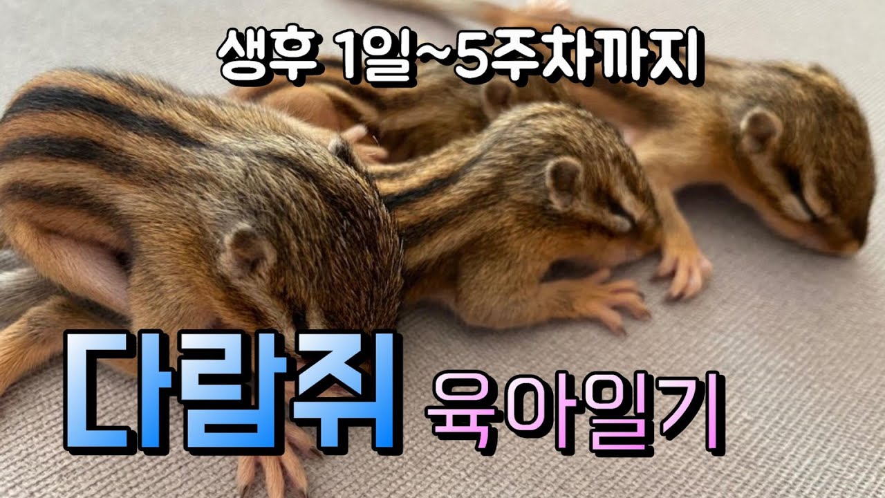 쏘쭝농장🐯🦝🐶 다람쥐 육아일기(생후1일차~생후5주차 다람쥐변화모습 영상)