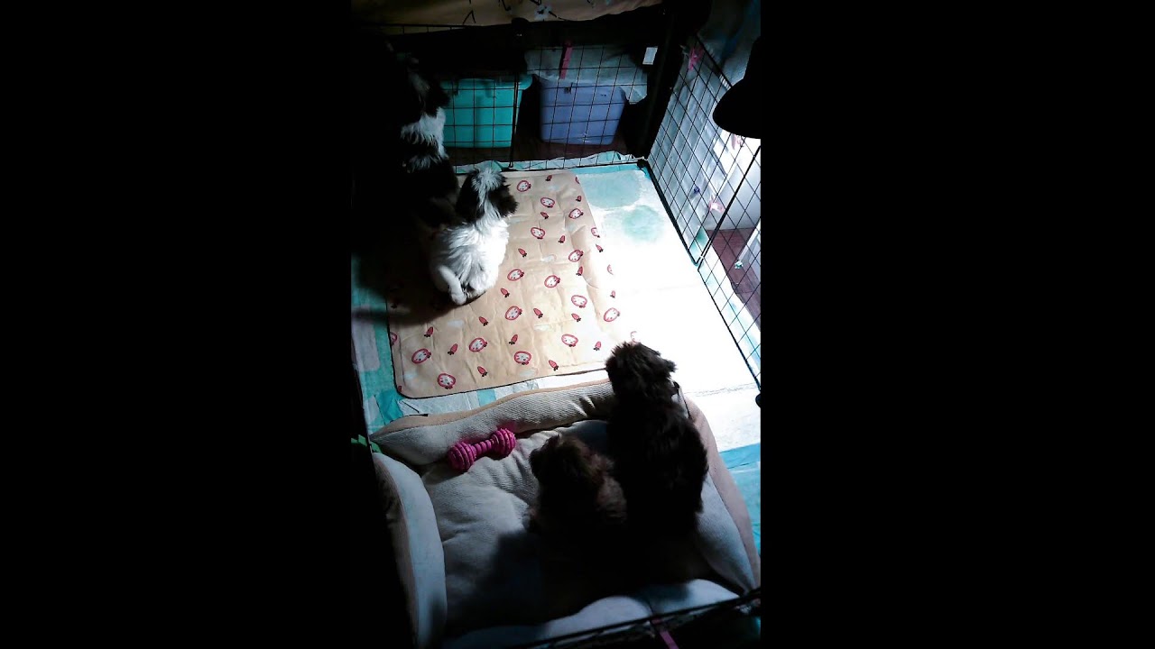5 Shih Tzu Puppies Sleeping Live 🐶💤 | Cute Puppy Sleep Stream | Relaxing Pet Cam