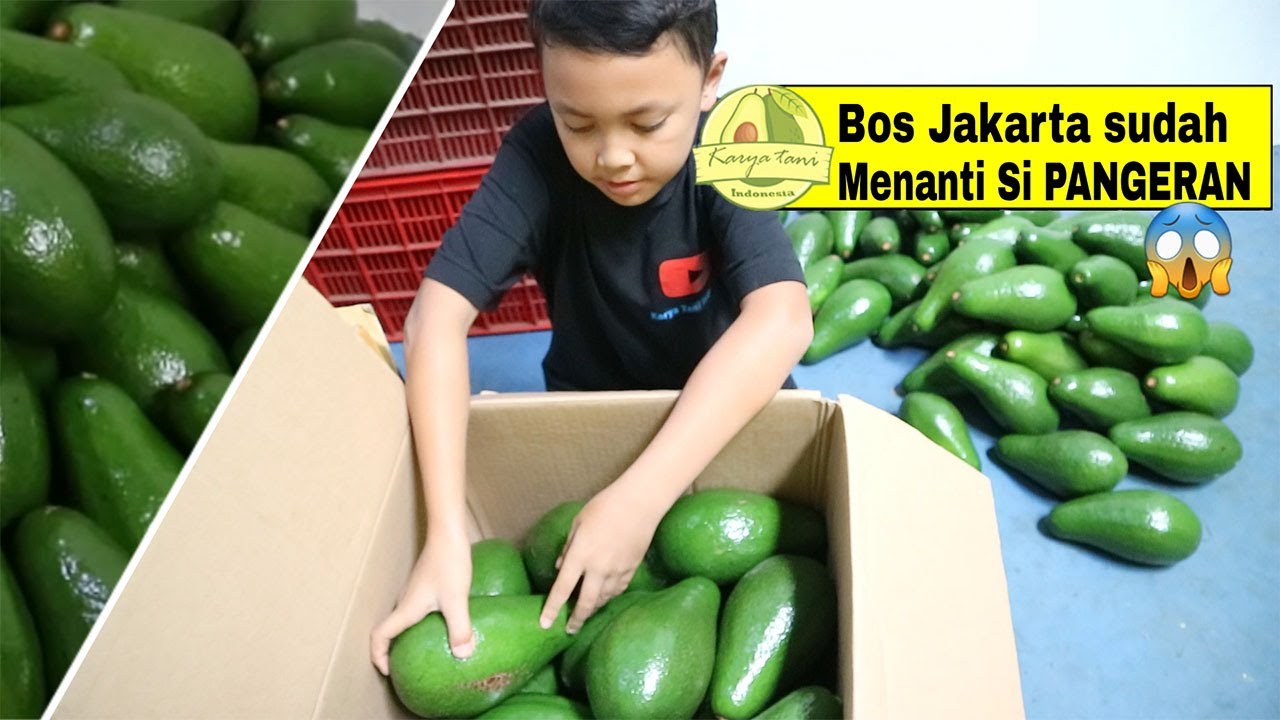 Proses Packing Alpukat PANGERAN ‼ Kirim ke Ibu Kota