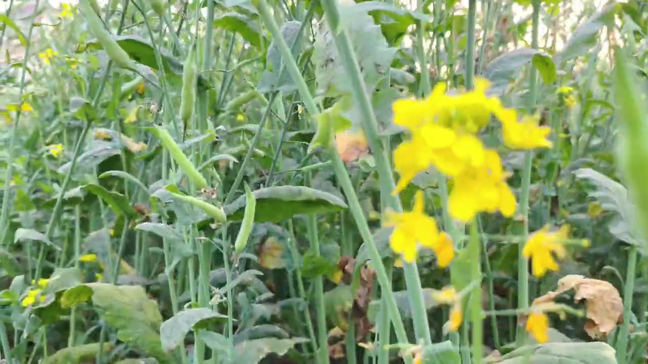 মাহে রমজানের এর প্রতিটা সেকেন্ড মনি মুক্তার চেয়ে দামি। Anisur Rahman Ashrafi 2026🥺
