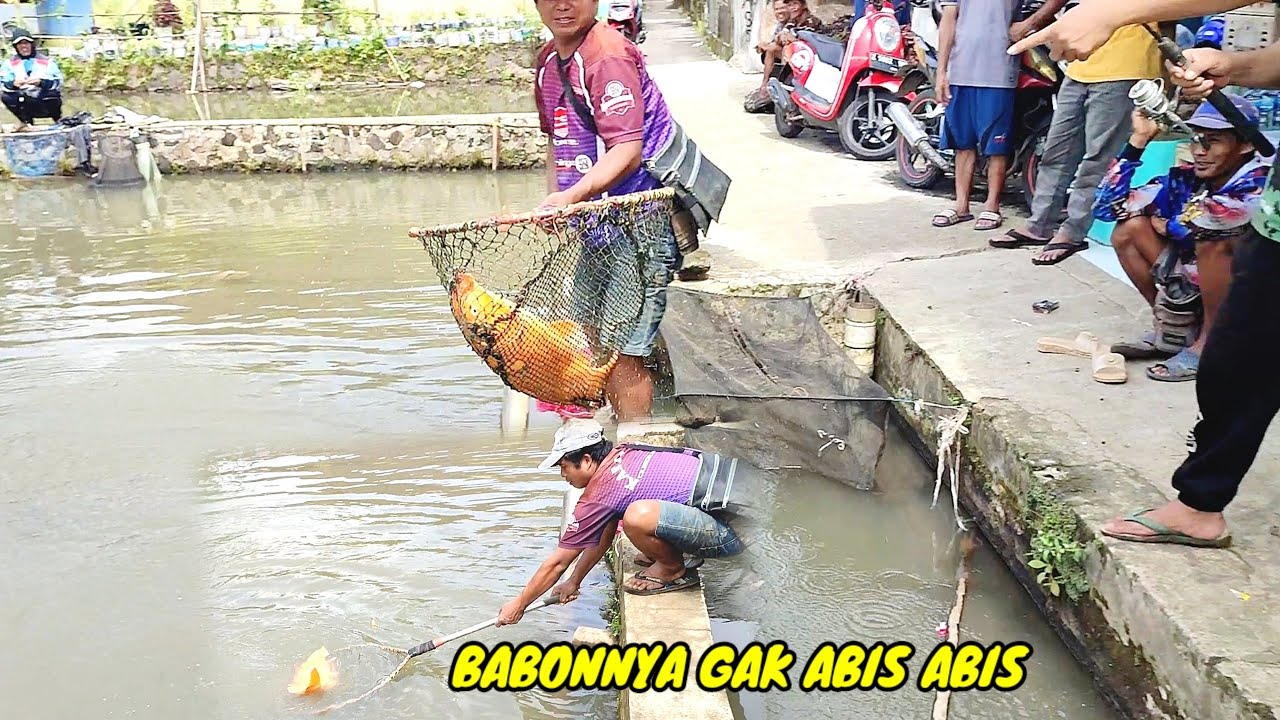 YAA TUHAN!! IKAN MAS BABON DI KOLAM INI GAK HABIS