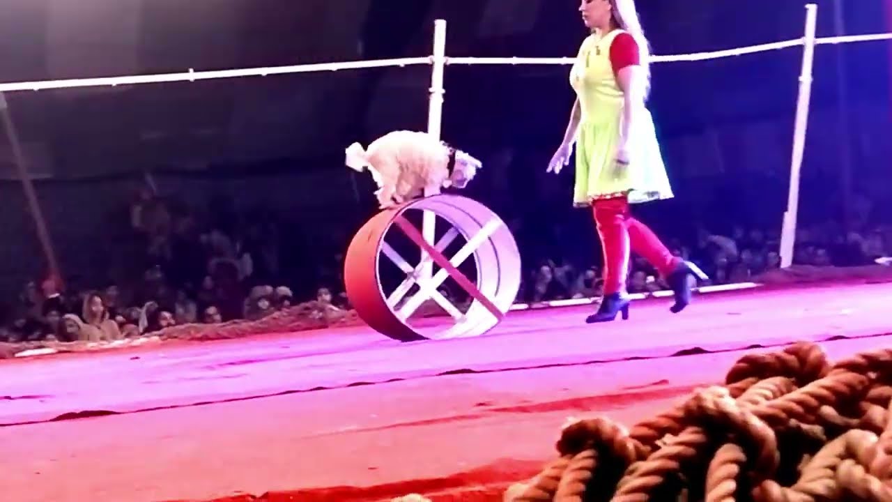 Dog Show in Pakistan | Lucky Irani Circus