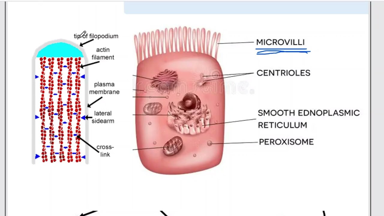 cytology revision 3 | Cytoskeleton until end of cilia and flagella