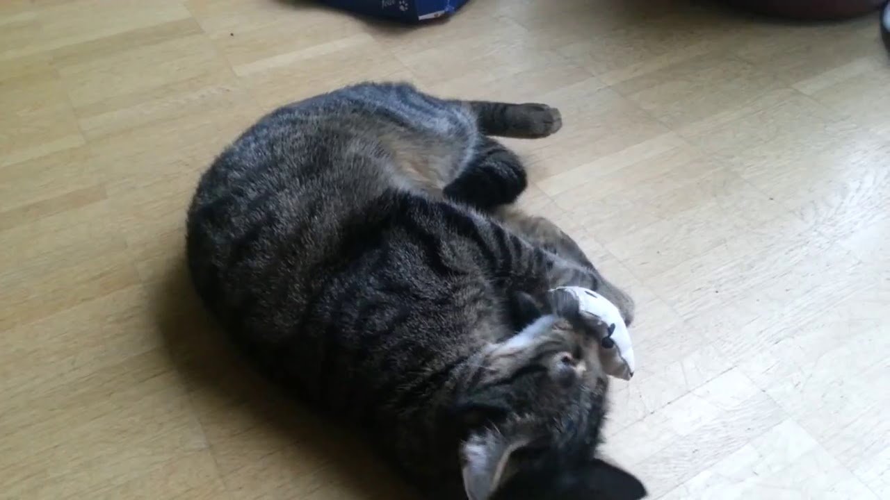Cat loves getting high on catnip