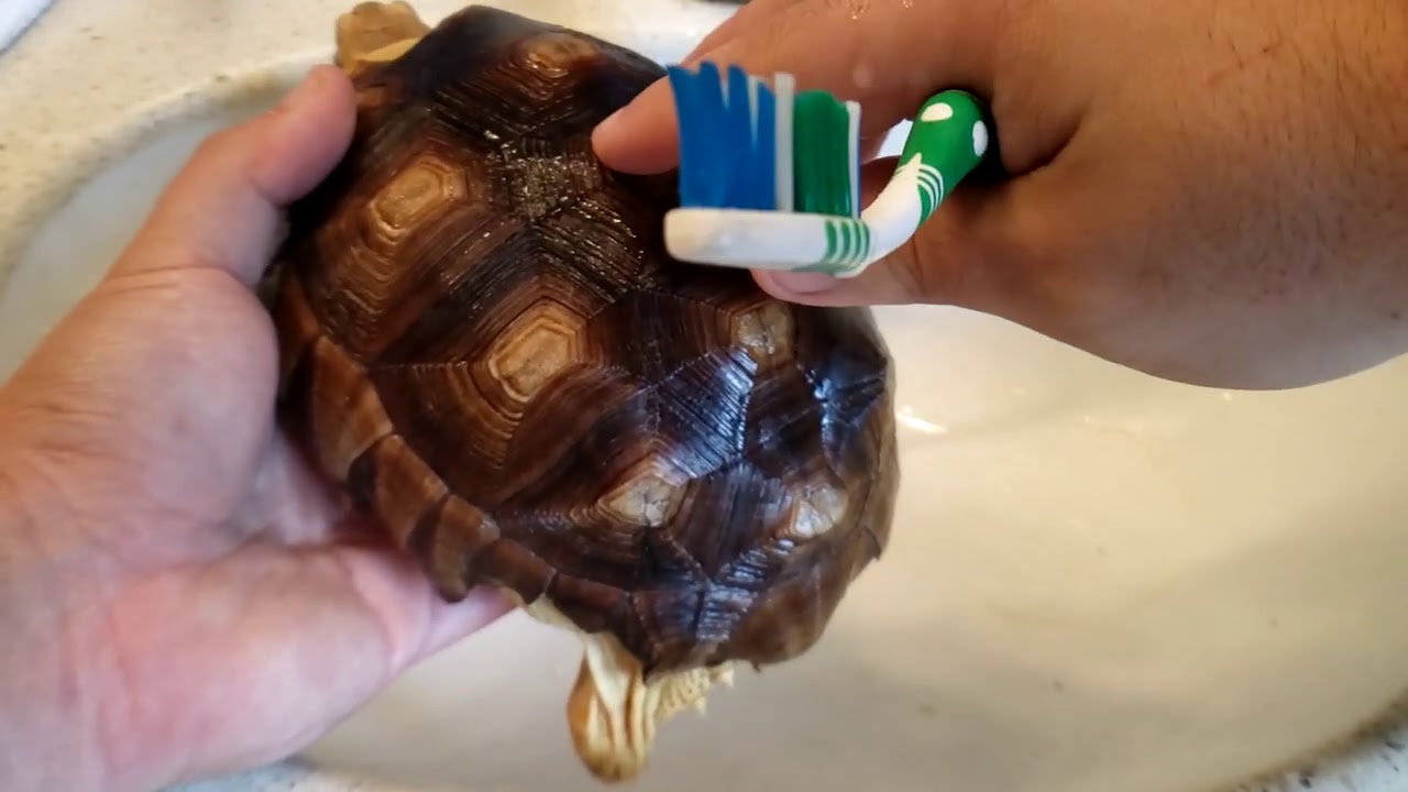 HOW TO WASH AND BATHE YOUR TORTOISE |  SULCATA, REDFOOT, CHERRY HEAD, RUSSIAN, ALL OF THEM!